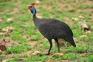 Helmeted: Helmeted Guineafowl