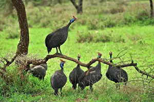 Helmeted: Helmeted Guineafowl