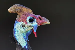 Helmeted: Helmeted Guineafowl