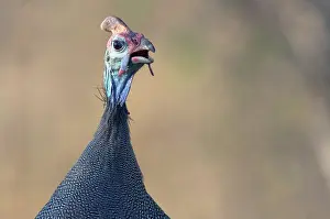 Helmeted: Helmeted Guineafowl