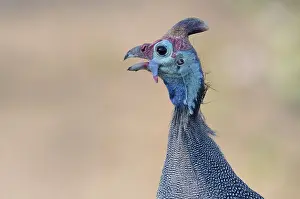 Helmeted: Helmeted Guineafowl