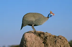 Helmeted: Helmeted Guineafowl - alarm call by look out bird