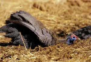 Helmeted: Helmeted Guineafowl - in Elephant dung