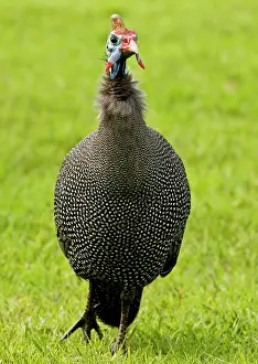 Helmeted: Helmeted Guineafowl - feeding on grass. Kirstenbosch