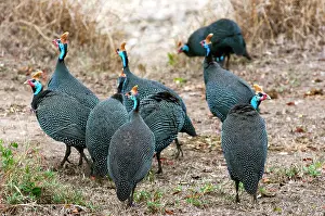 Helmeted: Helmeted guineafowl (Numida meleagris)