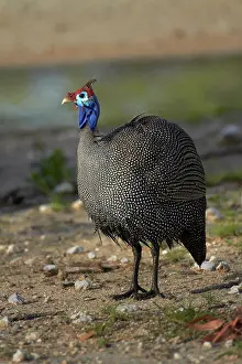 Meleagris: Helmeted Guineafowl (Numida meleagris)