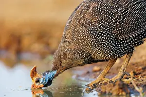 Savane: helmeted guineafowl (Numida meleagris)