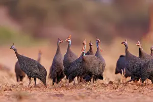 Savane: helmeted guineafowl (Numida meleagris)