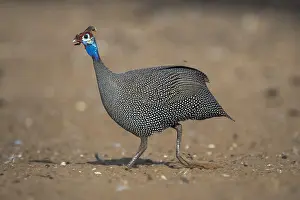 Nxai: Helmeted guineafowl (Numida meleagris), running