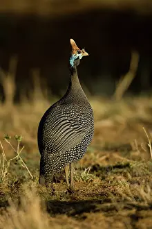 Helmeted: Helmeted Guineafowl, Numida meleagris, walking