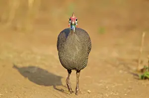 Helmeted: Helmeted Guineafowl - running