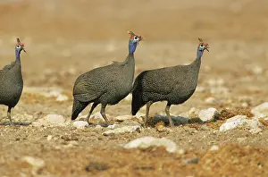 Helmeted: Helmeted GUINEAFOWL - x three