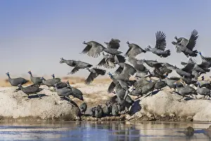 Nxai: Helmeted guineafowls (Numida meleagris), flock of