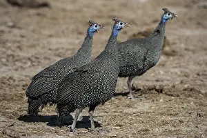 Nxai: Helmeted guineafowls (Numida meleagris), Nxai Pan