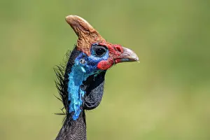 Tanzania: Helmeted guineafowls (Numididae), animal portrait