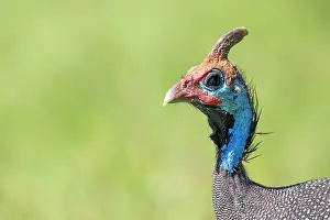 Tanzania: Helmeted guineafowls (Numididae), animal portrait