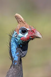 Tanzania: Helmeted guineafowls (Numididae), animal portrait