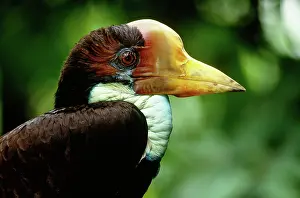 Helmeted: Helmeted Hornbill