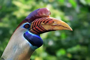 Hornbill: Helmeted Hornbill (Rhyticeros cassidix), adult