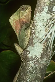 Selva: Helmeted Iguana