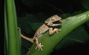 Helmeted: Helmethead Gecko