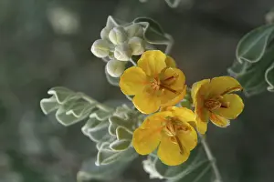 Cassia: Helm's Cassia