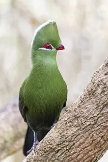 Searching: Helmturako, (Tauraco corythaix), Garden Route National