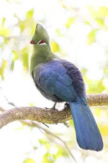 Searching: Helmturako, (Tauraco corythaix), Garden Route National