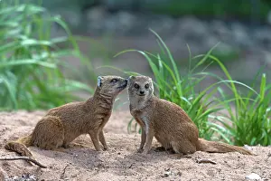 Sniff: Helogale (Helogale), pair of animals, Nuremberg