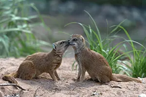 Sniff: Helogale (Helogale), pair of animals, Nuremberg