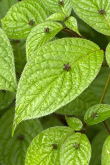 Japonica: Helwingia (Helwingia japonica)