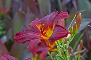 Private: Hemerocalle Chicago Apache in bloom in a garden