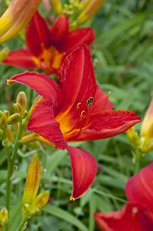 Fire: Hemerocalle Chicago Fire in bloom in a garden