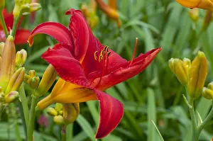 Fire: Hemerocalle Chicago Fire in bloom in a garden