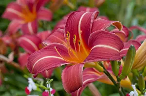 Private: Hemerocalle Chicago Rosy in bloom in a garden