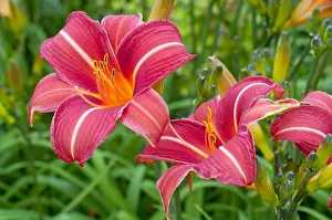 Private: Hemerocalle Chicago Rosy in bloom in a garden