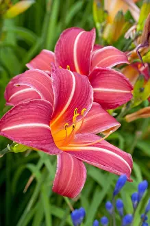 Private: Hemerocalle Chicago Rosy in bloom in a garden