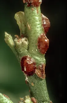 Lemon: Hemispherical scale insect