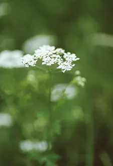 Hemlock: Hemlock