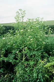 Hemlock: HEMLOCK / Poison hemlock