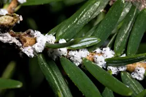 Bugs: Hemlock Woolly Adelgids