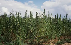 Drugs: HEMP
