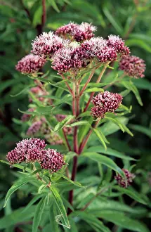 Eupatorium: Hemp Agrimony