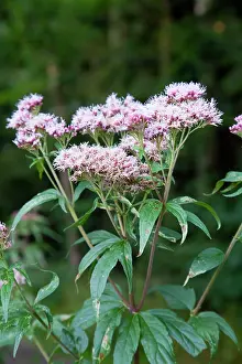 Eupatorium: Hemp Agrimony