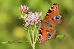 Eupatorium: Hemp-agrimony