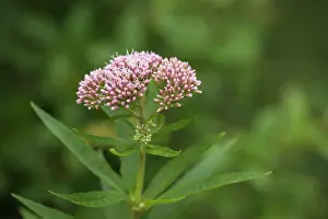 Eupatorium: Hemp-agrimony