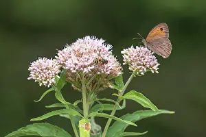 Unidentified: Hemp-agrimony