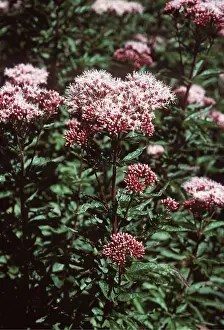 Agrimony: HEMP AGRIMONY