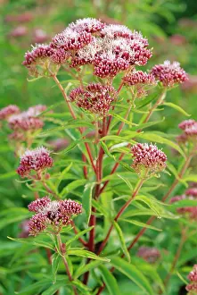 Agrimony: Hemp Agrimony Flowers