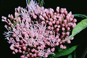 Eupatorium: HEMP AGRIMONY FLOWERS